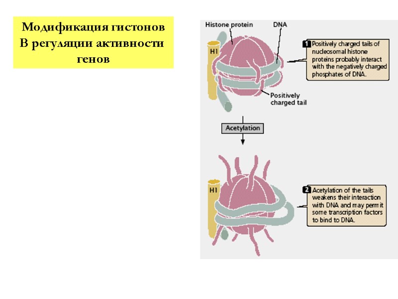 Модификация гистонов В регуляции активности  генов